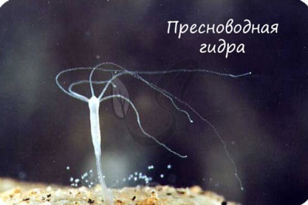 Ссылка кракен cc